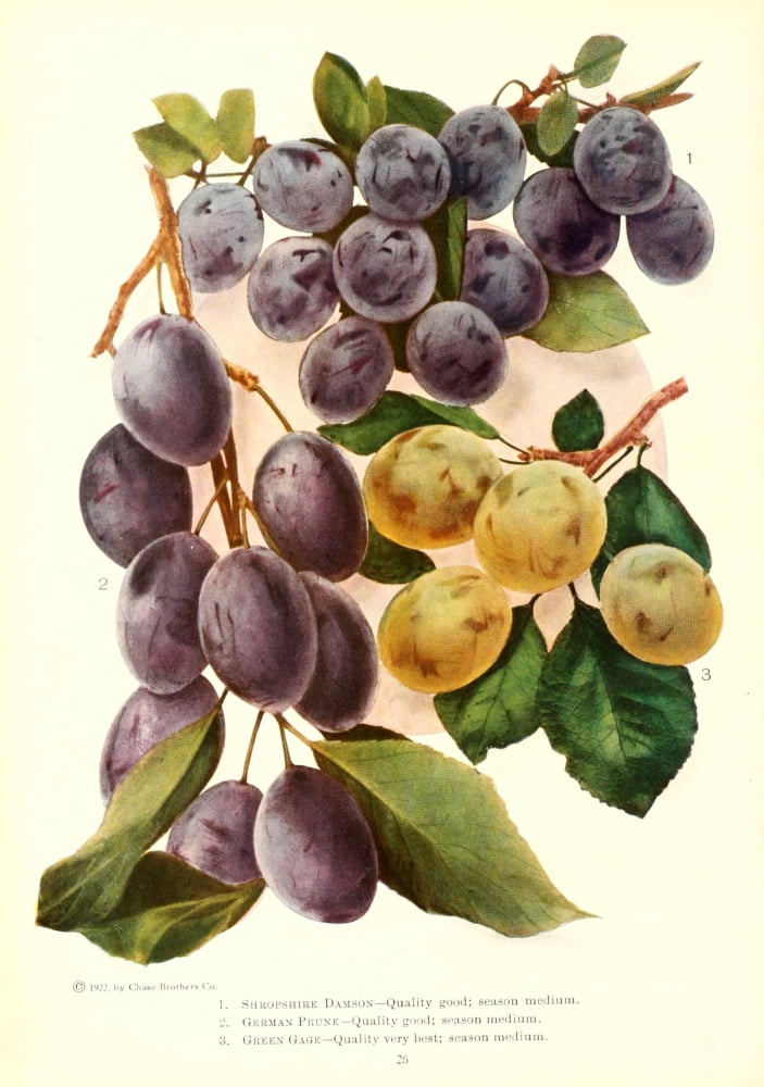 Chase Fruit & Flowers 1922 Damsons Plums Greengages Canvas Art - Unknown (24 x 36)