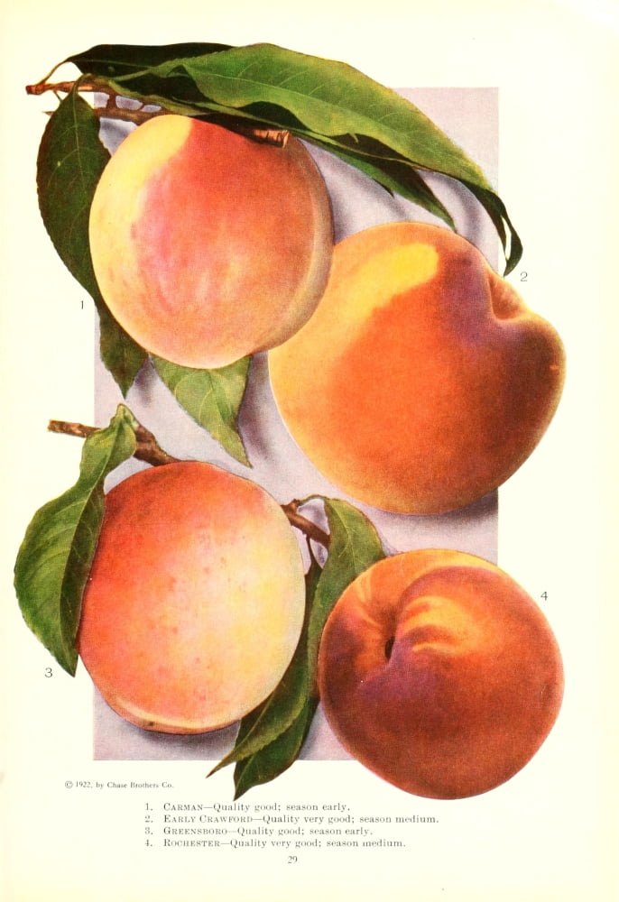 Chase Fruit & Flowers 1922 Peaches Canvas Art - Unknown (18 x 24)