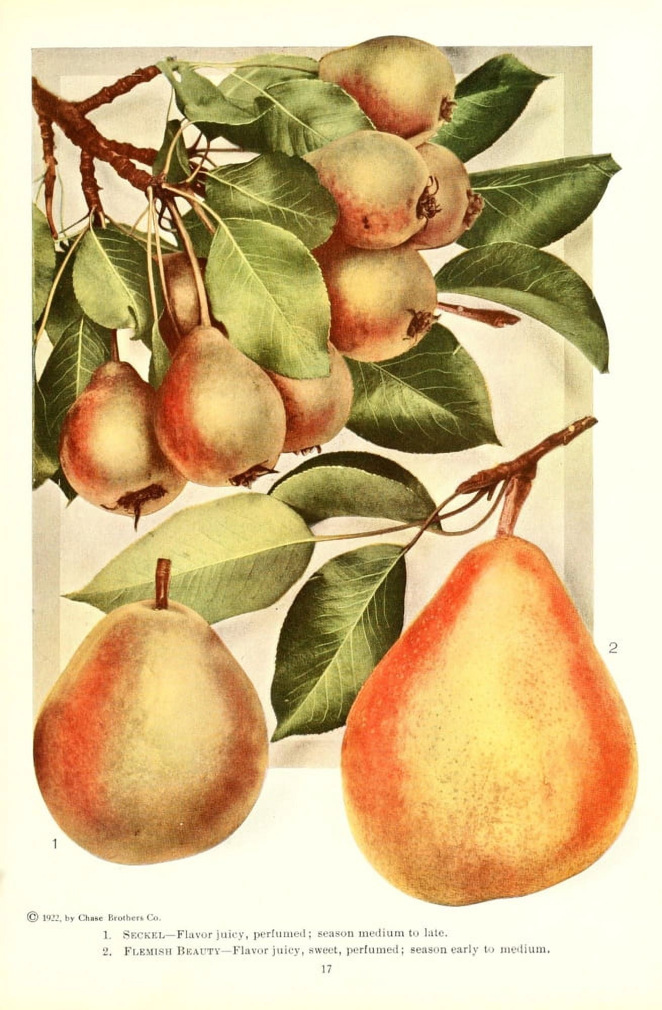 Chase Fruit & Flowers 1922 Pears 1 Canvas Art - Unknown (24 x 36)