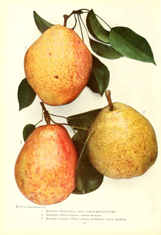 Chase Fruit & Flowers 1922 Pears 2 Canvas Art - Unknown (18 x 24)