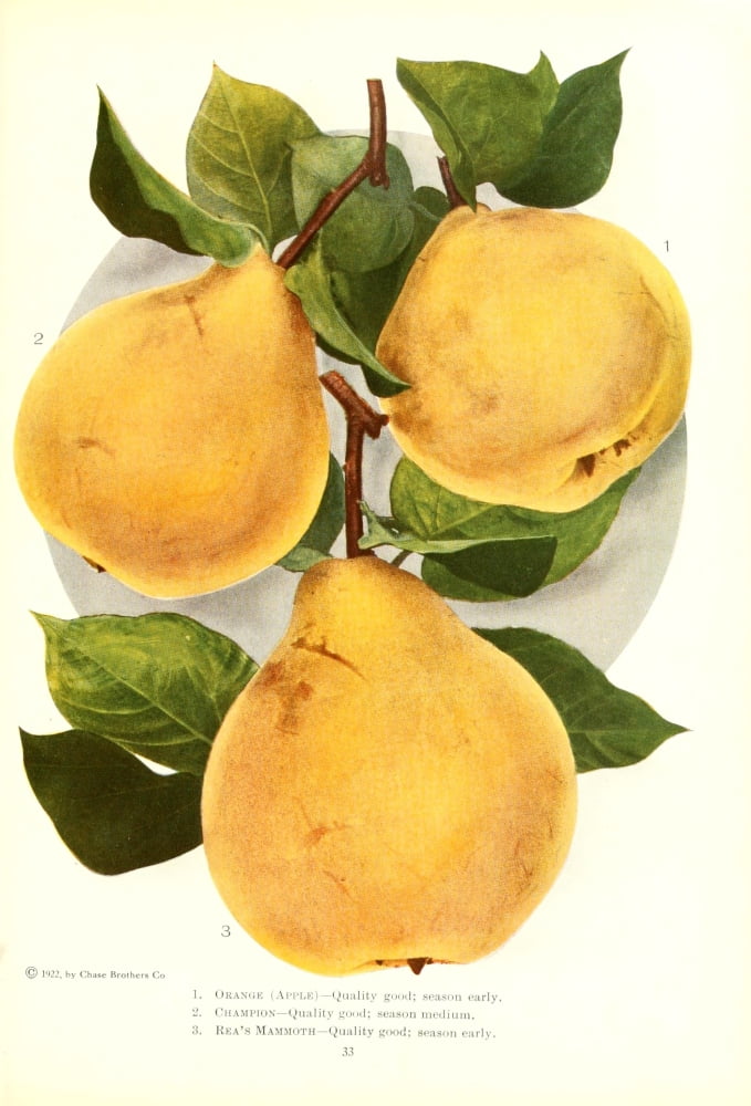 Chase Fruit & Flowers 1922 Pears 3 Canvas Art - Unknown (24 x 36)