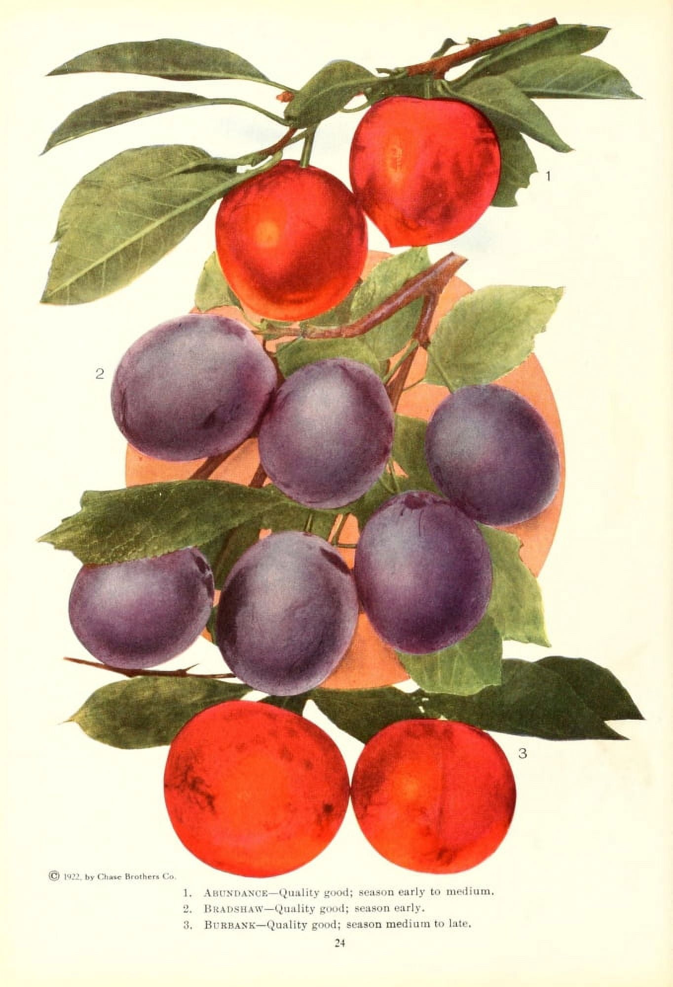 Chase Fruit & Flowers 1922 Plums 1 Canvas Art - Unknown (18 x 24)