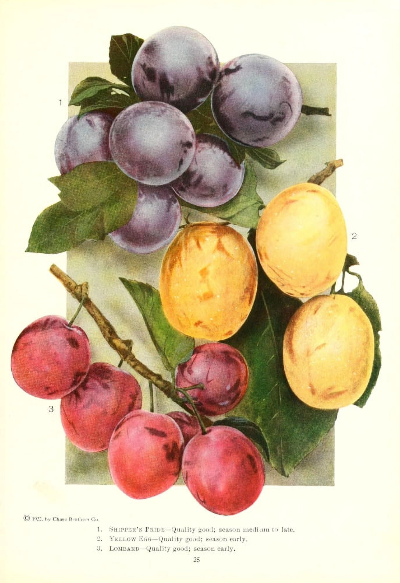Chase Fruit & Flowers 1922 Plums 2 Canvas Art - Unknown (24 x 36)