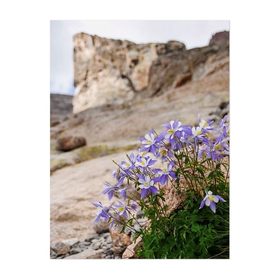 Chasm Lake Columbines - Colorado Photography Flowers Mountain Nature Floral Scenic Botanical Landscape Unframed Wall Art Print 24 x 30 inches