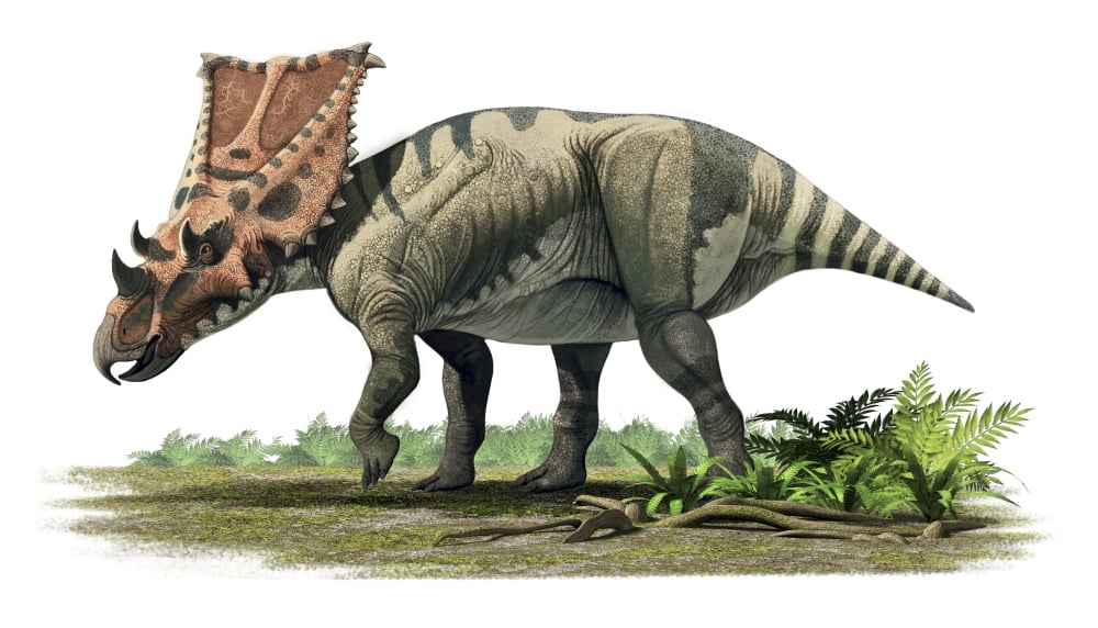 Chasmosaurus belli a ceratopsian of the Late Cretaceous period Canvas Art - Roman Garcia MoraStocktrek Images (19 x 11)