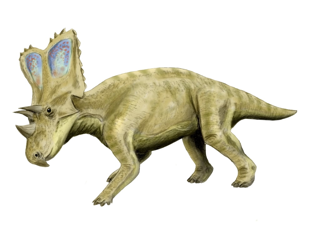 Chasmosaurus dinosaur Canvas Art - Nobumichi TamuraStocktrek Images (17 x 13)
