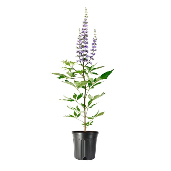 Chaste Tree  1 Large Gallon Size Pot  Vitex Agnus-Castus  Flowering Ornamental Shrub  Drought-Tolerant Garden Plants