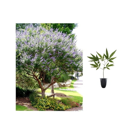 Chaste Tree 10 Live Plants Texas Lilac Shoal Creek Vitex Agnus Castus Purple Flowering Lilac Shrub
