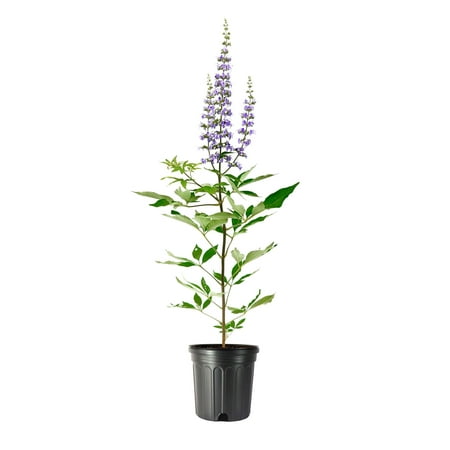 Chaste Tree 2 Large Gallon Size Pots Vitex Agnus-Castus Flowering Ornamental Shrub Drought-Tolerant Garden Plants