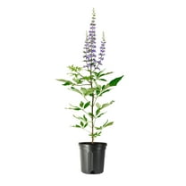Chaste Tree 2 Large Gallon Size Pots Vitex Agnus-Castus Flowering Ornamental Shrub Drought-Tolerant Garden Plants