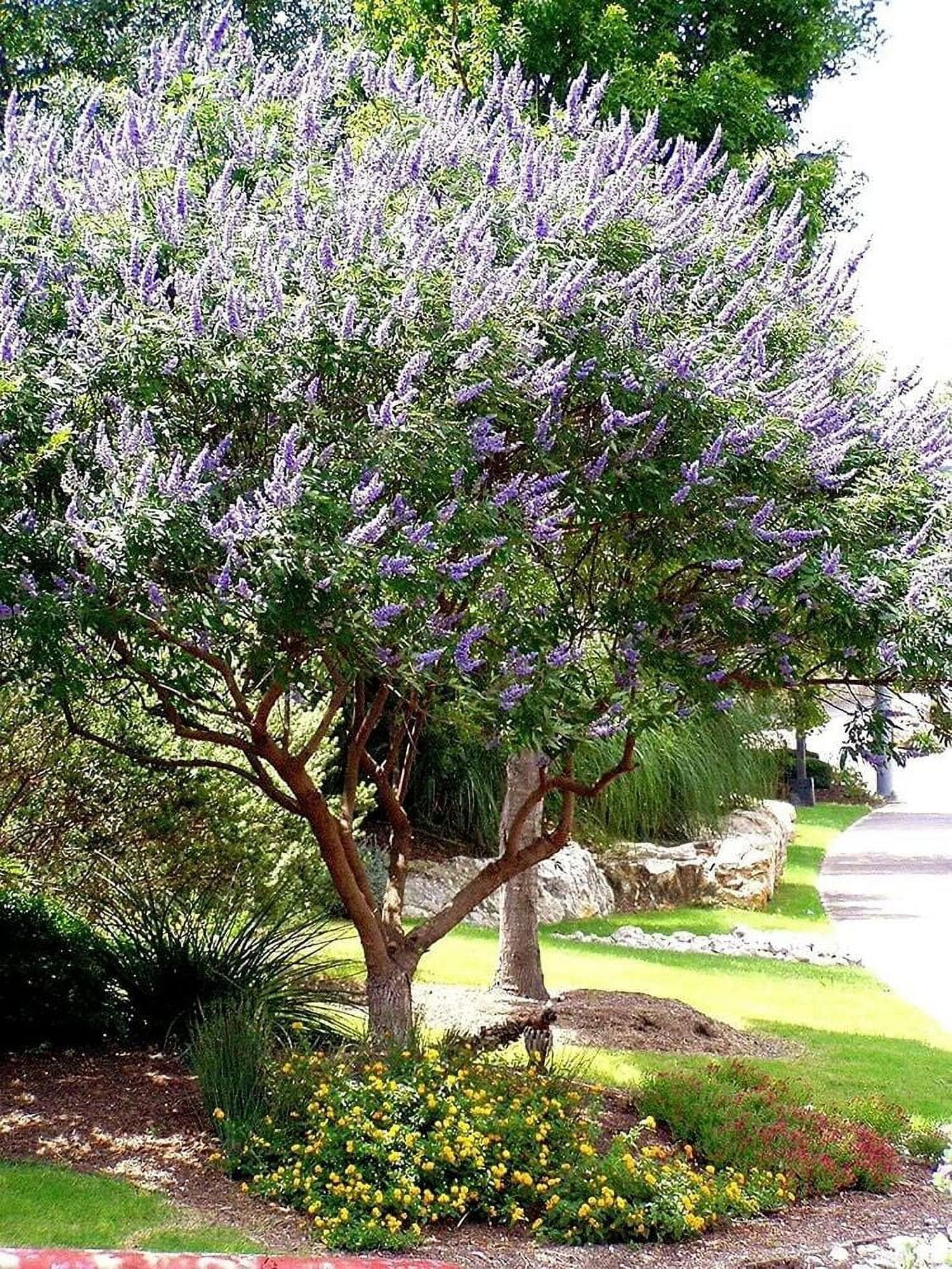 Chaste Tree Live Seedlings Texas Lilac Shoal Creek Vitex Agnus