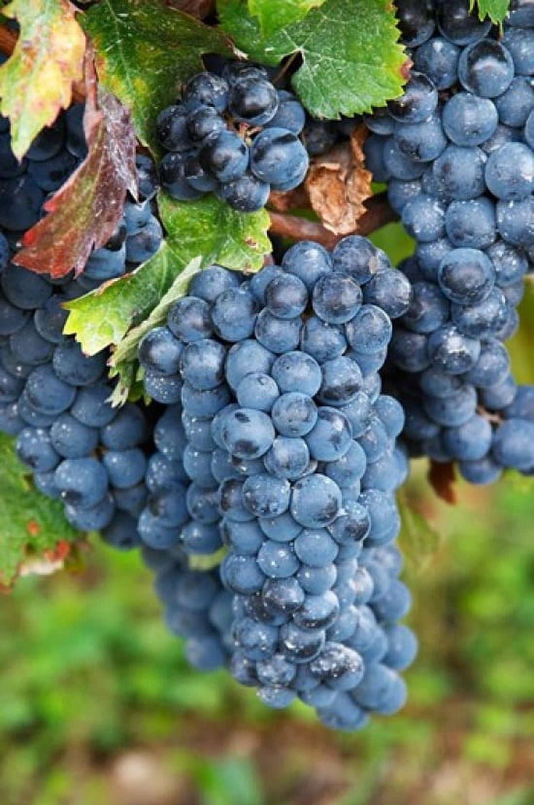 Chateau Carignan Merlot Grape Vineyard Canvas Art - Per Karlsson DanitaDelimont (24 x 36)