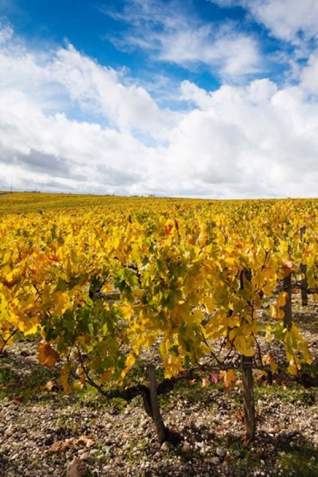 Chateau Lafite Rothschild vineyards in autumn Pauillac Haut Medoc Gironde Aquitaine France Canvas Art - Panoramic Images (24 x 36)