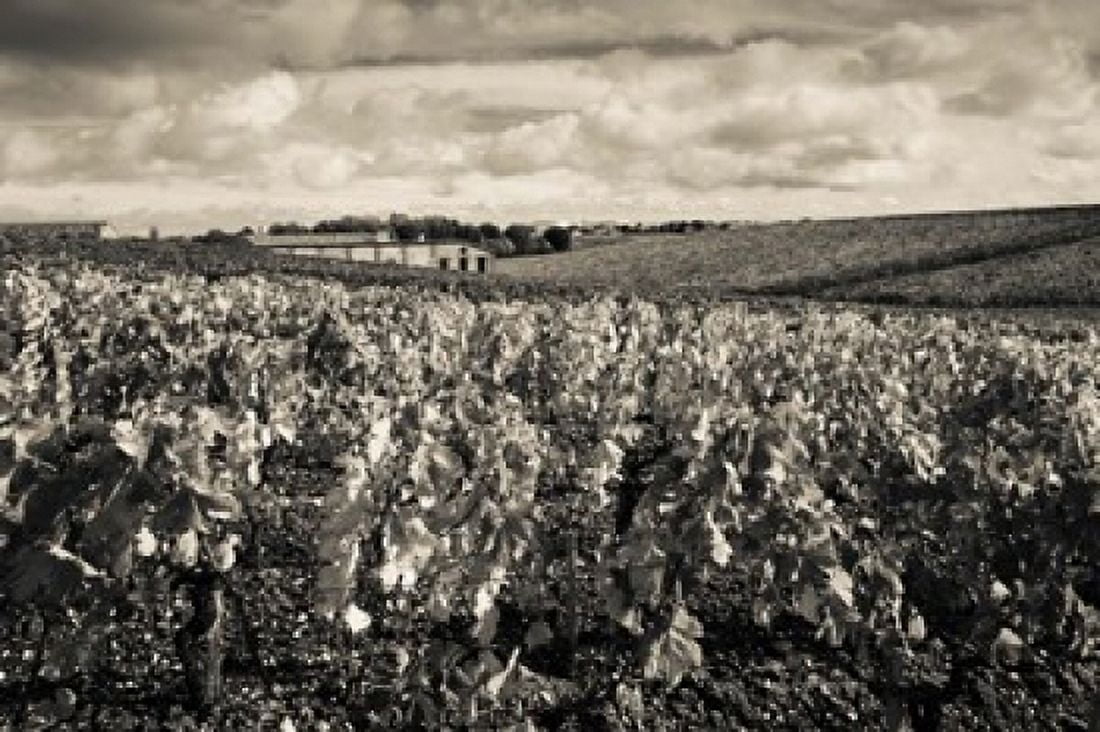 Chateau Lafite Rothschild vineyards in autumn Pauillac Haut Medoc Gironde Aquitaine France Canvas Art - Panoramic Images (36 x 24)