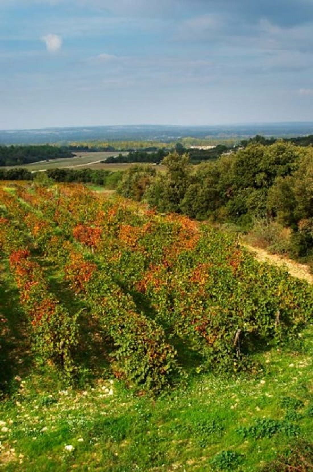 Chateau Romanin Vineyard St Remy de Provence France Canvas Art - Per Karlsson DanitaDelimont (18 x 27)