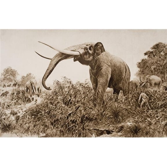 The Chatham Elephant From Fossil Remains 400 000 Years Old Discovered In 1913 Near Chatham From A Reconstruction Drawin Poster Print - Large - 36 x 24