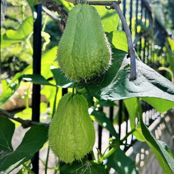 Chayote Squash Plant, Vegetable Plant Live for Gardening Outdoor, 8-10 Inches Tall