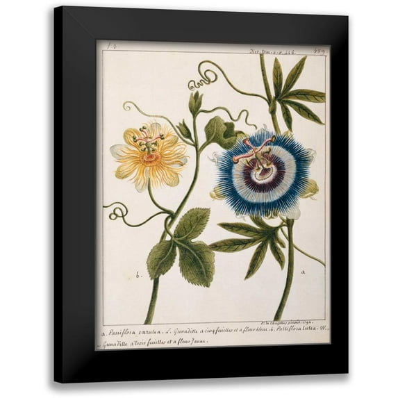 Chazelles, Laurent 15x18 Black Modern Framed Museum Art Print Titled - Passiflora Caerulea
