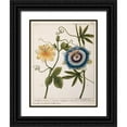 thumbnail image 1 of Chazelles, Laurent 19x24 Black Ornate Wood Framed with Double Matting Museum Art Print Titled - Passiflora Caerulea, 1 of 4