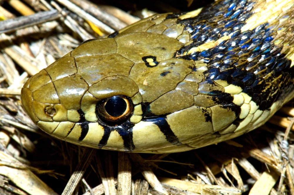 Checkered Garter Snakes Head Canvas Art - Jack Goldfarb Design Pics (34 x 22)