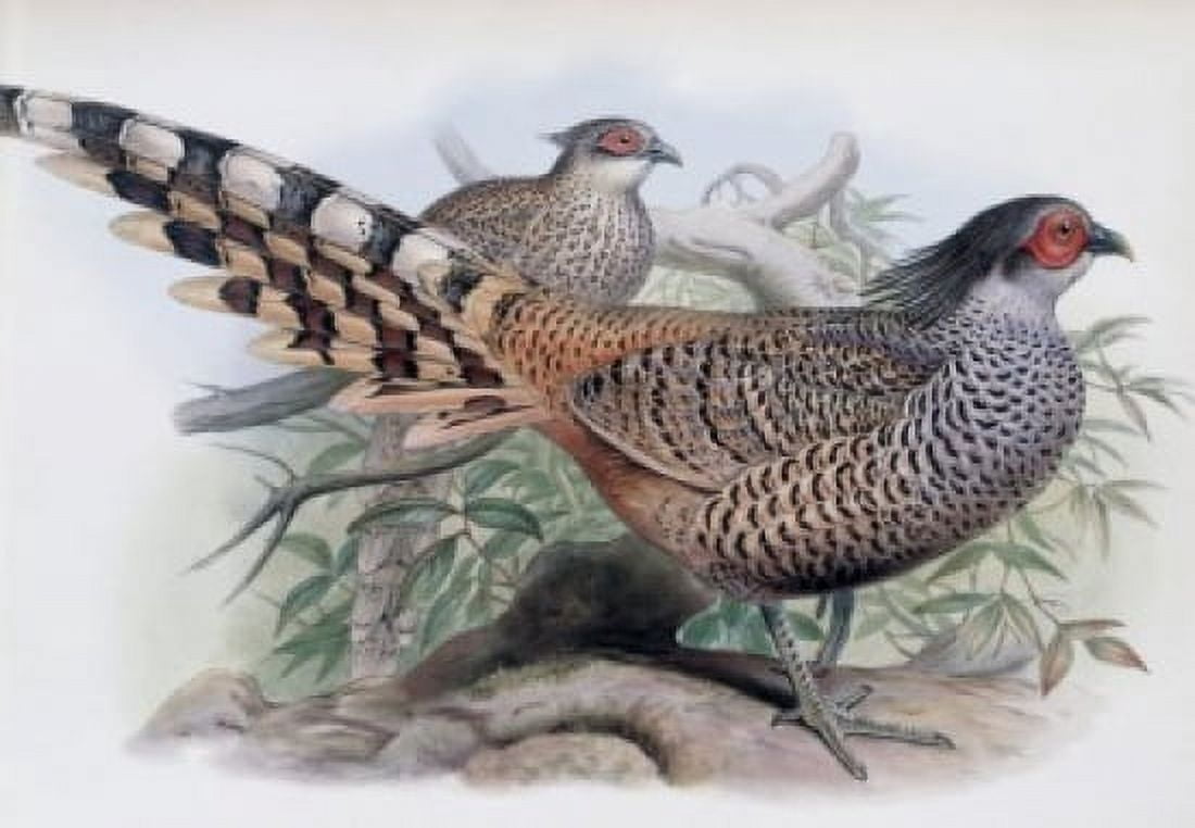 Cheer John Gould (1804-1881 British) Lithograph Canvas Art - John Gould (18 x 24)