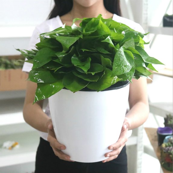 Cheer US 6Pcs/Set Self Watering Plastic Planter,Plastic Flower Plant Pot with Inner Pot,Self Watering Planter White Flower Pot for Herbs,Flowers,All House Plants,Succulents