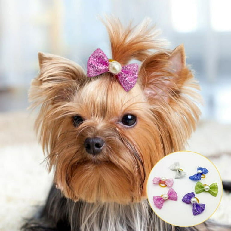Small puppy accessories online