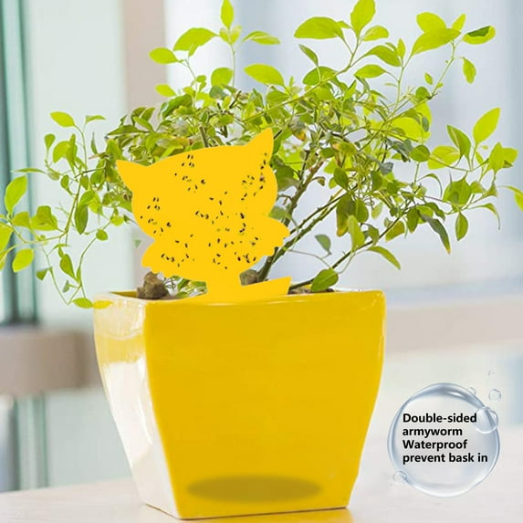 Cheers US 30Pcs Sticky Traps for Fruit Fly, Whitefly, Fungus Gnat, Mosquito and Bug, Yellow Sticky Insect Catcher Traps for Indoor/Outdoor/Kitchen, Extremely Sticky Fly Trap, Non-Toxic