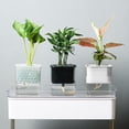 thumbnail image 1 of Cheers.US 4.37" x 3.58" x 4.45" Transparent Plastic Plant Pot with Self-Watering, 1 of 7
