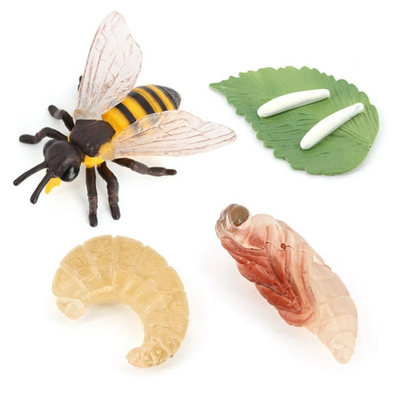 Cheers.US 4Pcs/5Pcs Frog Life Cycle Figurines Grow Fake Plastic Frog Tadpole to Frog Model Learning Educational Aids Teaching Toys