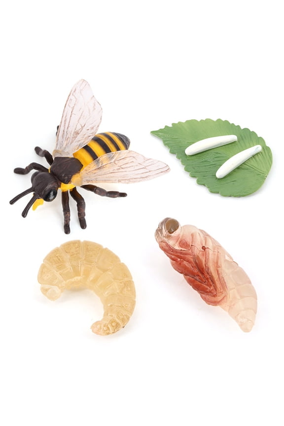4Pcs/5Pcs Frog Life Cycle Figurines Grow Fake Plastic Frog Tadpole to Frog Model Learning Educational Aids Teaching Toys