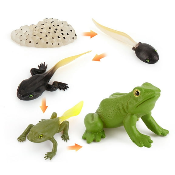 Cheers.US 4Pcs/5Pcs Frog Life Cycle Figurines Grow Fake Plastic Frog Tadpole to Frog Model Learning Educational Aids Teaching Toys