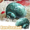 thumbnail image 1 of Cheers.US Large Natural Conch Shells Green Turbo Natural Rare Real Sea Shell Conch Green Seashells Great for Beach Theme Party, Home Decorations,DIY Crafts, Fish Tank, Air Plant, 1 of 7