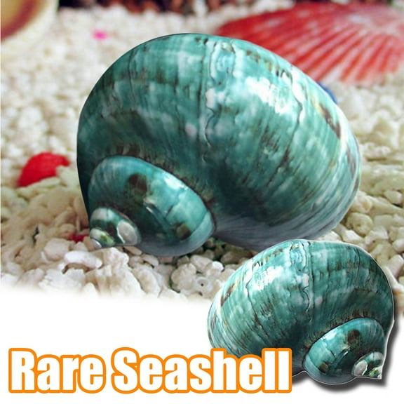 Cheers.US Large Natural Conch Shells Green Turbo Natural Rare Real Sea Shell Conch Green Seashells Great for Beach Theme Party, Home Decorations,DIY Crafts, Fish Tank, Air Plant