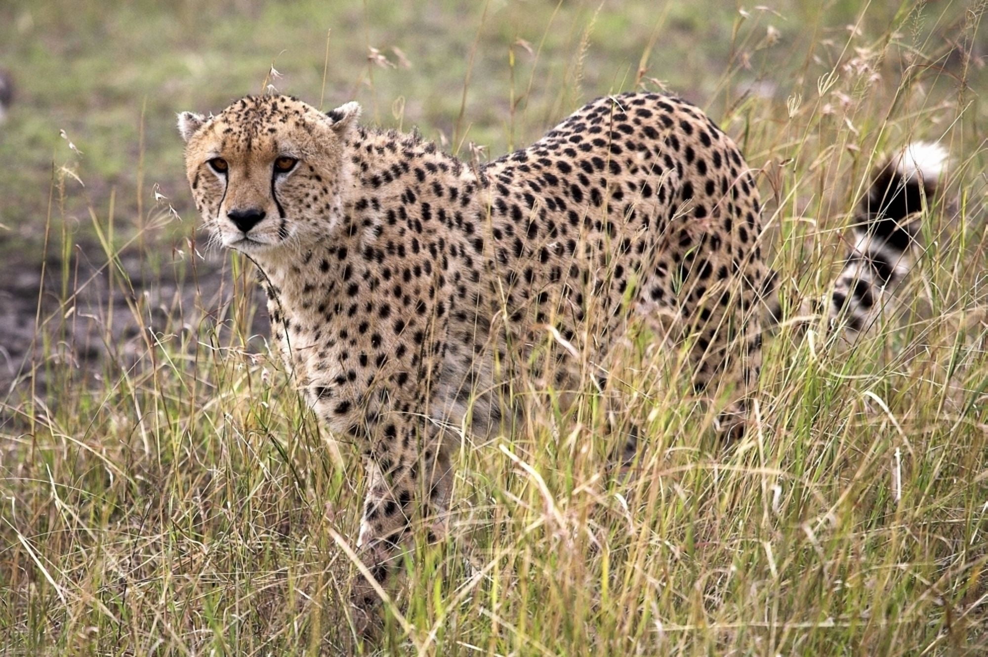 Cheetah (Acinonyx Jubatus) Masai Mara National Reserve Kenya Africa Cheetah On The Prowl Canvas Art - Chris Upton Design Pics (18 x 12)