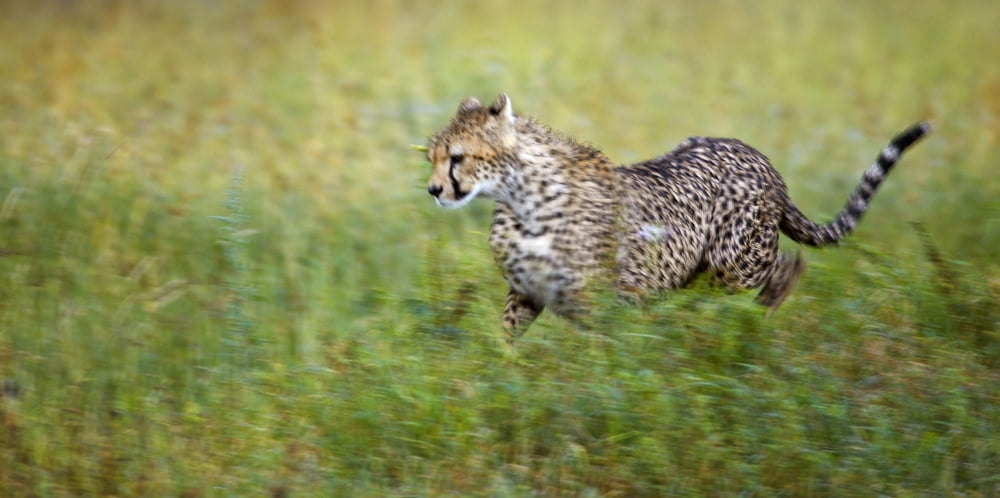 Cheetah (Acinonyx Jubatus) Running Serengeti National Park Tanzania Africa Canvas Art - Carson Ganci Design Pics (22 x 10)