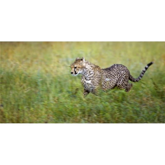 Cheetah Acinonyx Jubatus Running Serengeti National Park Tanzania Africa Poster Print by Carson Ganci - 22 x 10