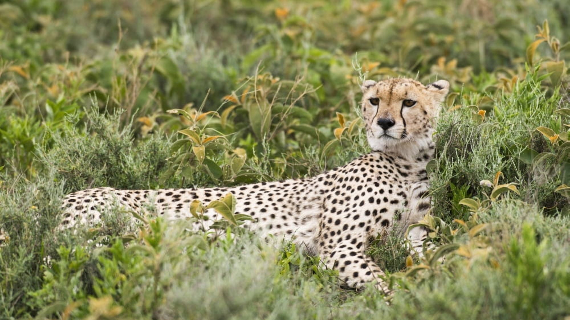 Cheetah (Acinonyx jubatus) with head up and staring intently reclines in low shrubs near Ndutu Ngorongoro Crater Conservation Area Tanzania Canvas Art - Kenneth Whitten Design Pics (40 x 22)