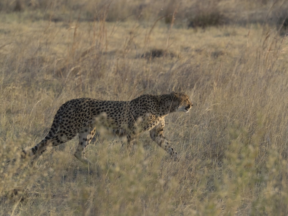 Cheetah (Acinonyx jubatus) on the prowl Okavango Delta Ngamiland Botswana Canvas Art - Panoramic Images (12 x 16)