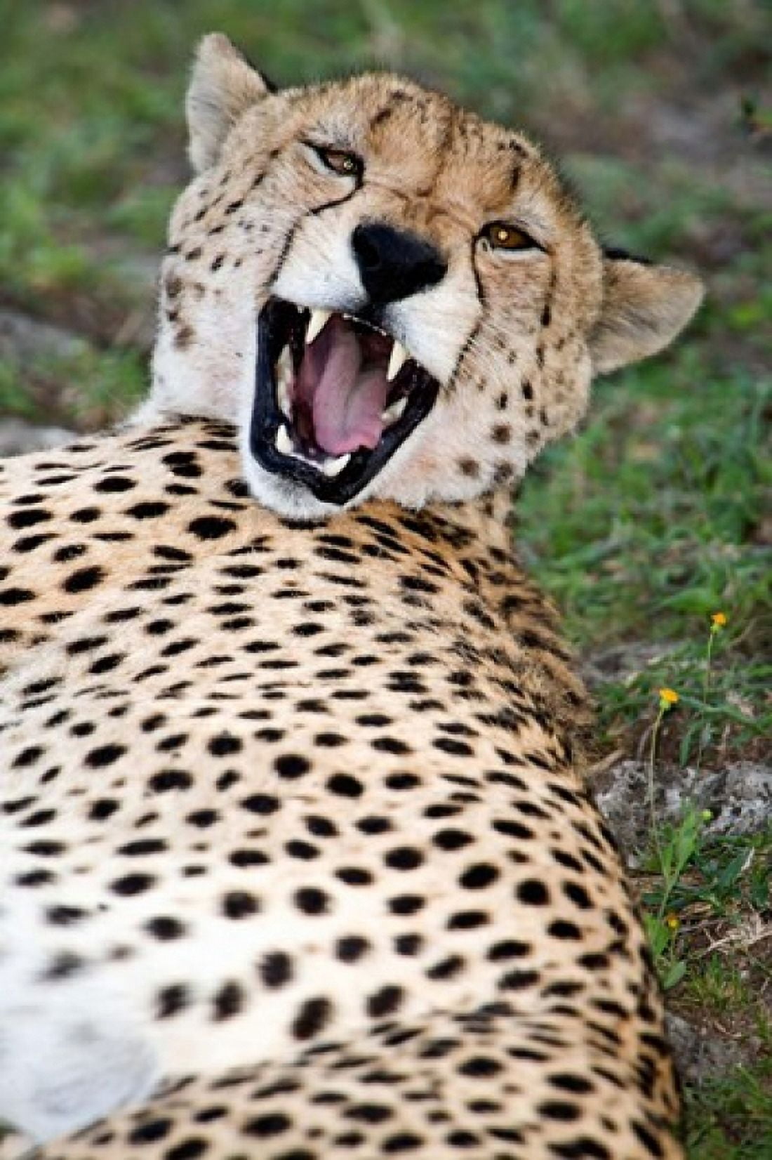 Cheetah (Acinonyx jubatus) resting in a forest Ndutu Ngorongoro Tanzania Canvas Art - Panoramic Images (24 x 36)