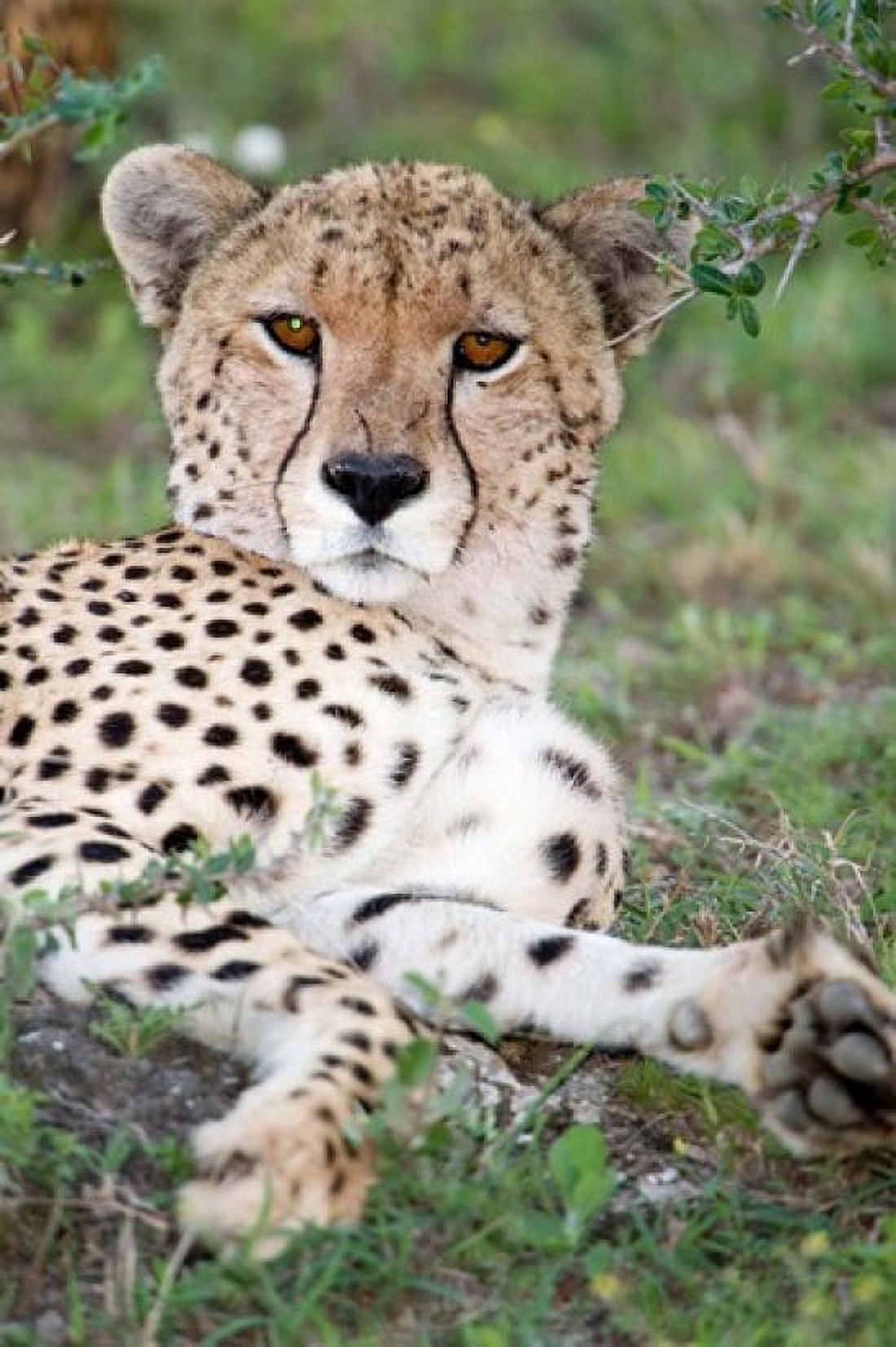 Cheetah (Acinonyx jubatus) resting in a forest Ndutu Ngorongoro Tanzania Canvas Art - Panoramic Images (24 x 36)