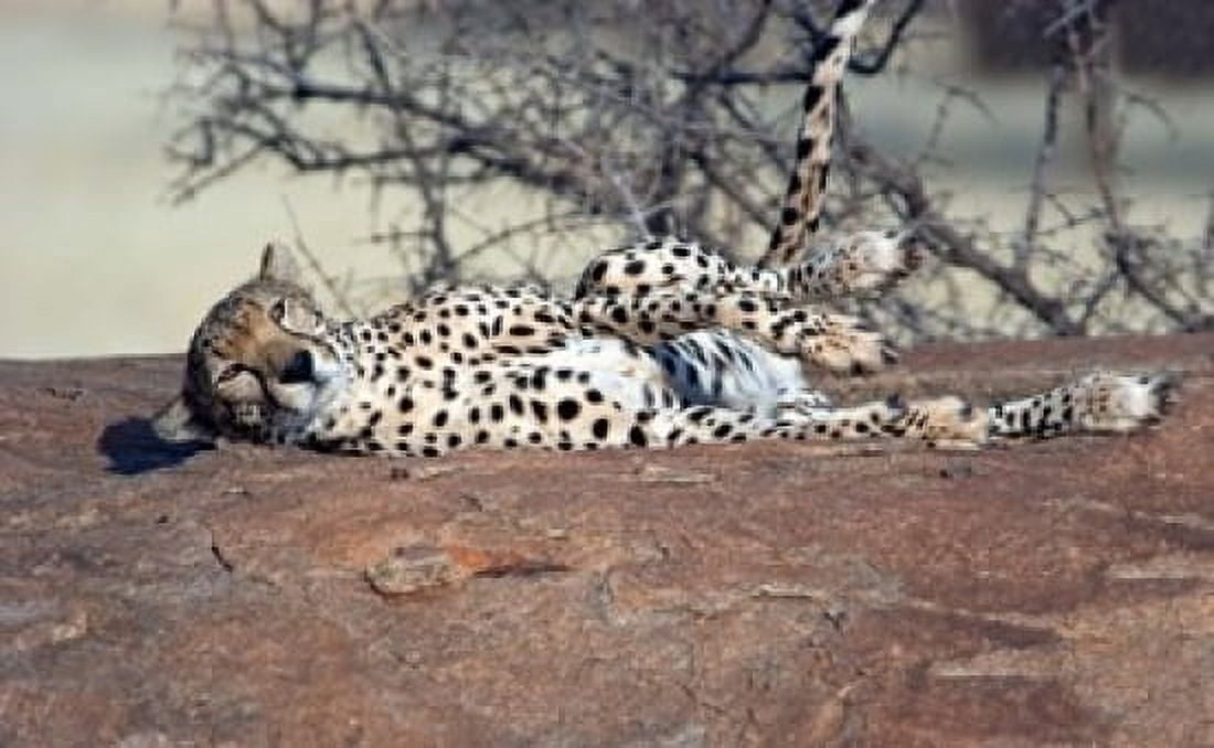 Cheetah (Acinonyx jubatus) resting in a forest Ndutu Ngorongoro Tanzania Canvas Art - Panoramic Images (36 x 23)