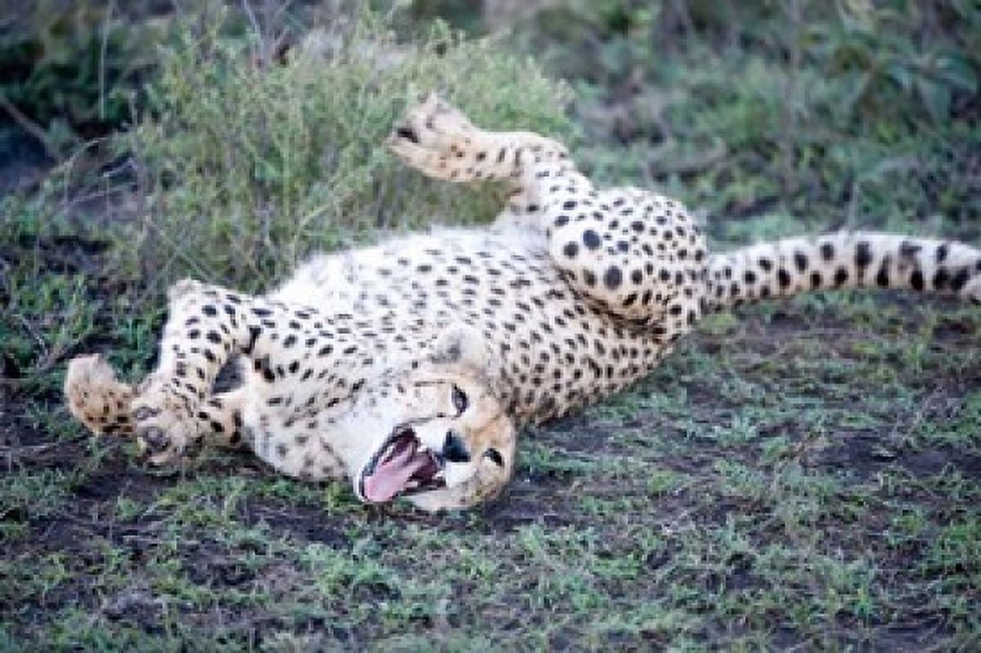 Cheetah (Acinonyx jubatus) resting in a forest Ndutu Ngorongoro Tanzania Canvas Art - Panoramic Images (36 x 24)