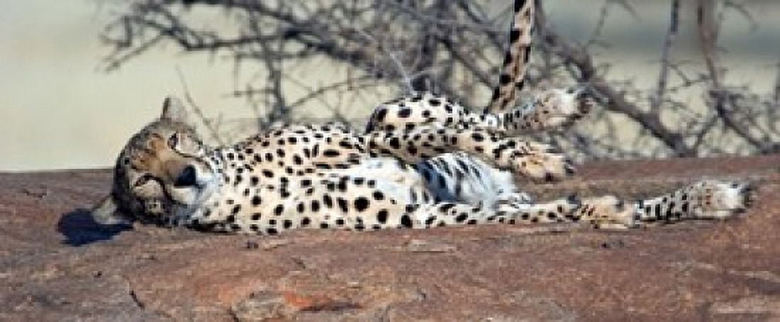 Cheetah (Acinonyx jubatus) resting in a forest Samburu National Park Rift Valley Province Kenya Canvas Art - Panoramic Images (30 x 13)