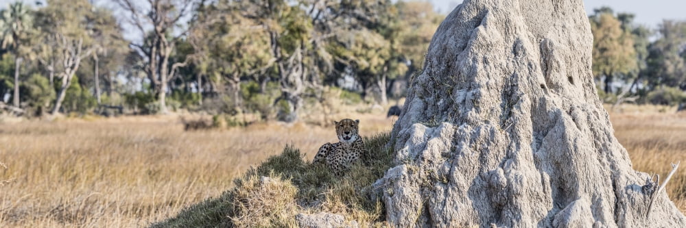 Cheetah (Acinonyx jubatus) resting near Termite Mound Chitabe Okavango Delta Botswana Canvas Art - Panoramic Images (27 x 9)