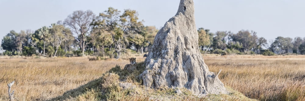 Cheetah (Acinonyx jubatus) resting near Termite Mound Chitabe Okavango Delta Botswana Canvas Art - Panoramic Images (27 x 9)