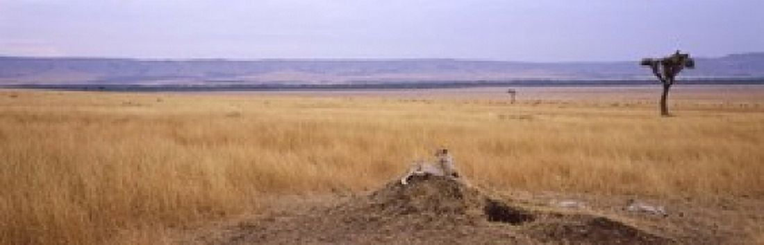 Cheetah (Acinonyx jubatus) sitting on a mound looking back Masai Mara National Reserve Kenya Canvas Art - Panoramic Images (18 x 6)