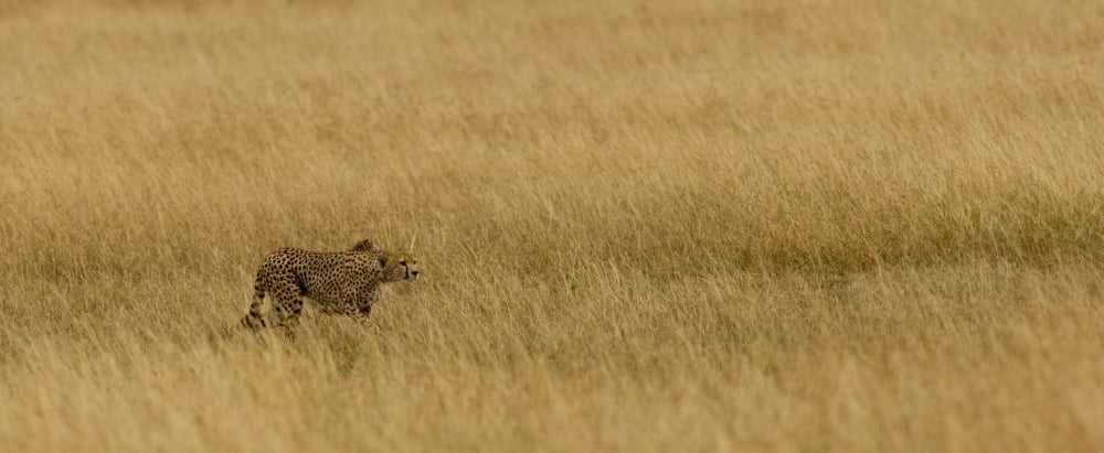 Cheetah (Acinonyx jubatus) stalking prey Maasai Mara National Reserve Kenya Canvas Art - Panoramic Images (6 x 15)