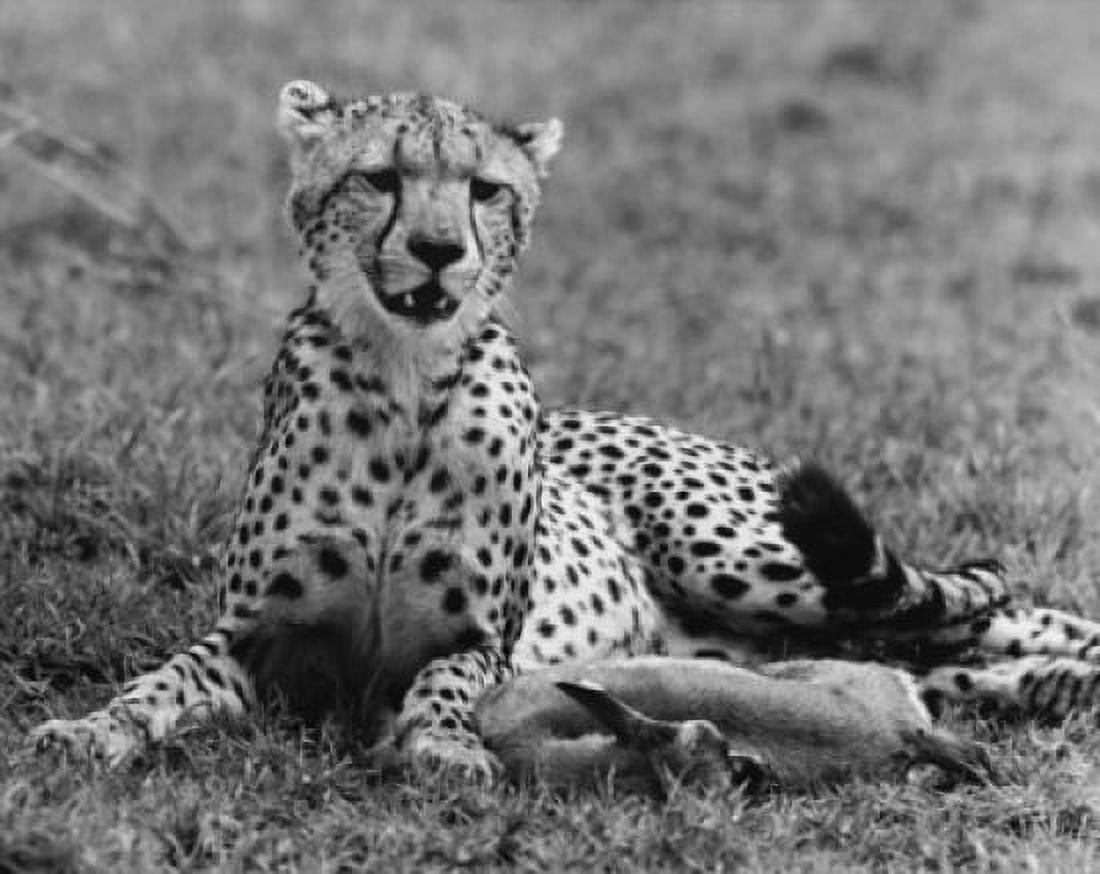 Cheetah Canvas Art - (18 x 24)