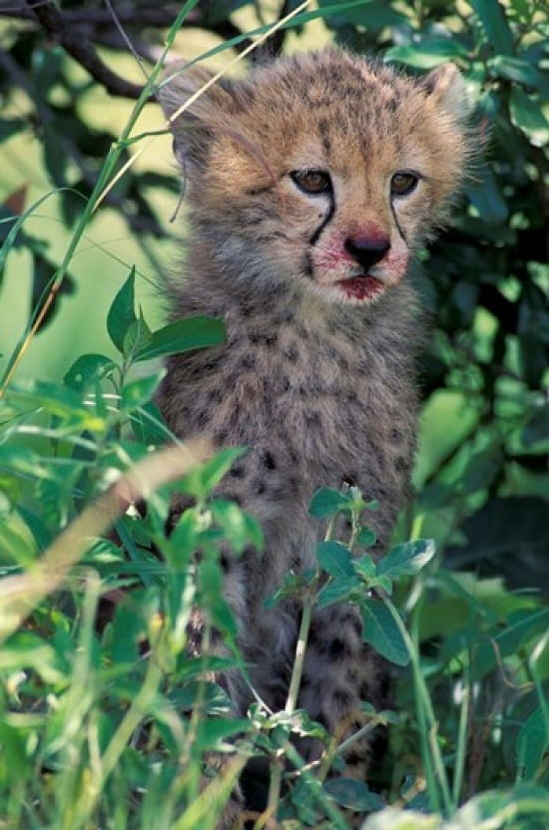 Cheetah Cub Masai Mara Game Reserve Kenya Canvas Art - Gavriel Jecan DanitaDelimont (12 x 17)